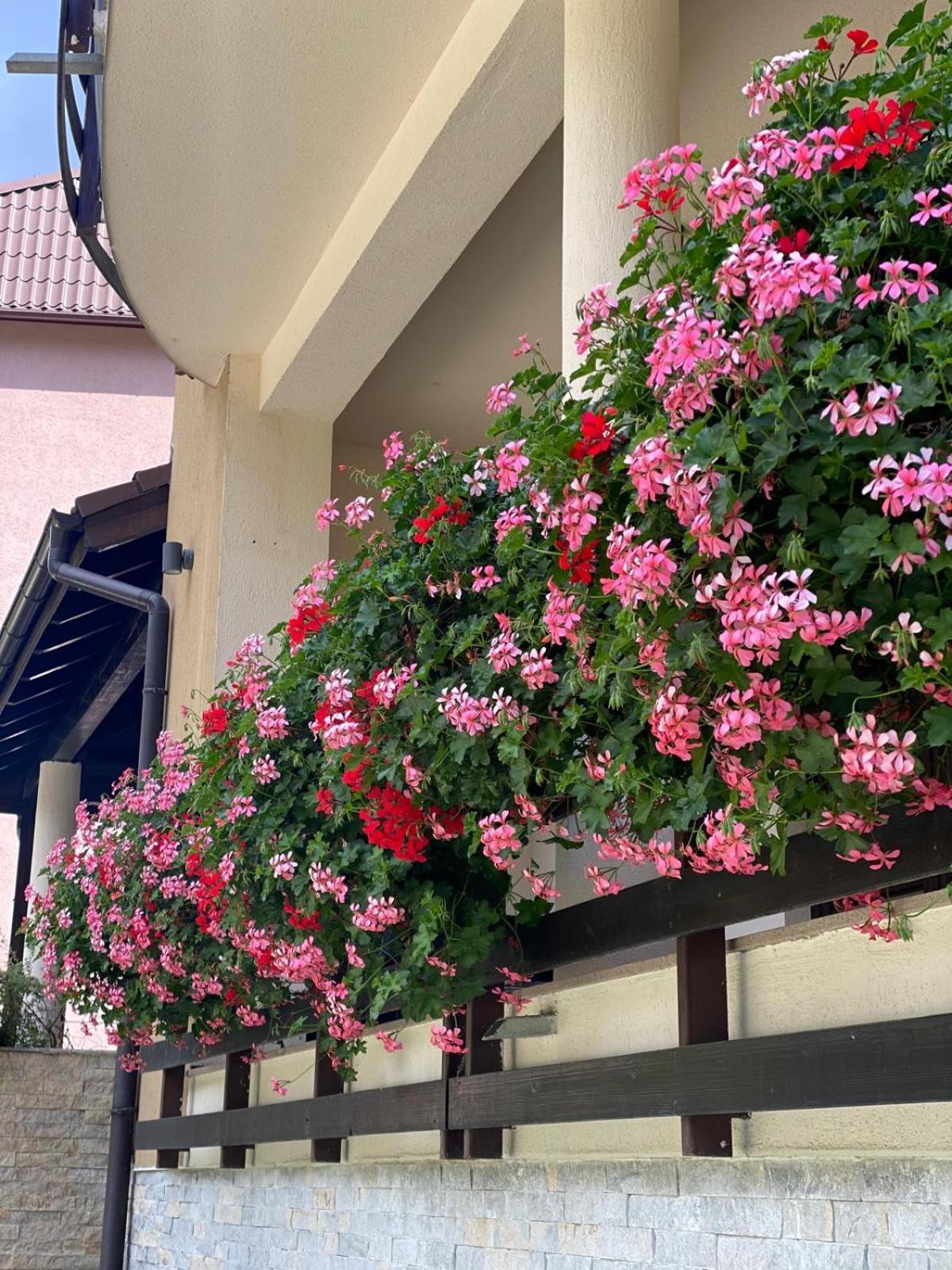 Poiana Ski Residence Apartment 5 ポイアナ・ブラショフ エクステリア 写真